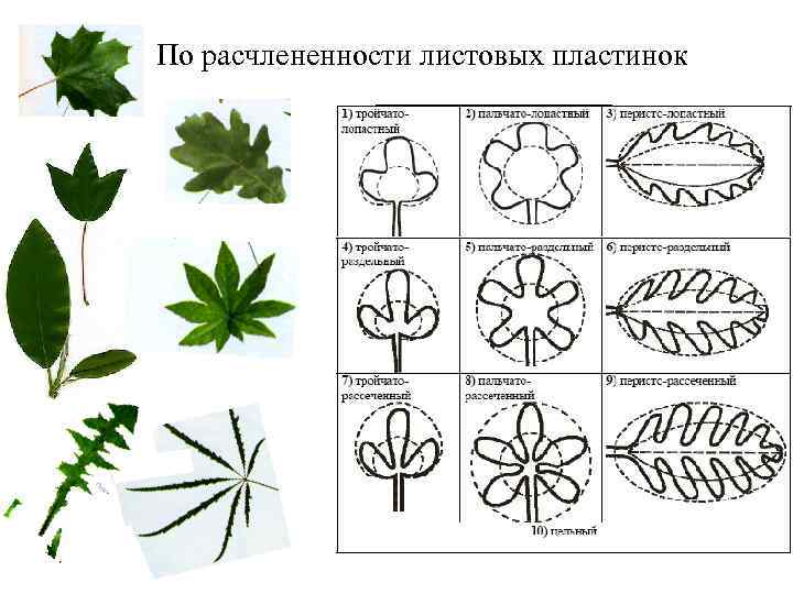 Форма листовой пластины