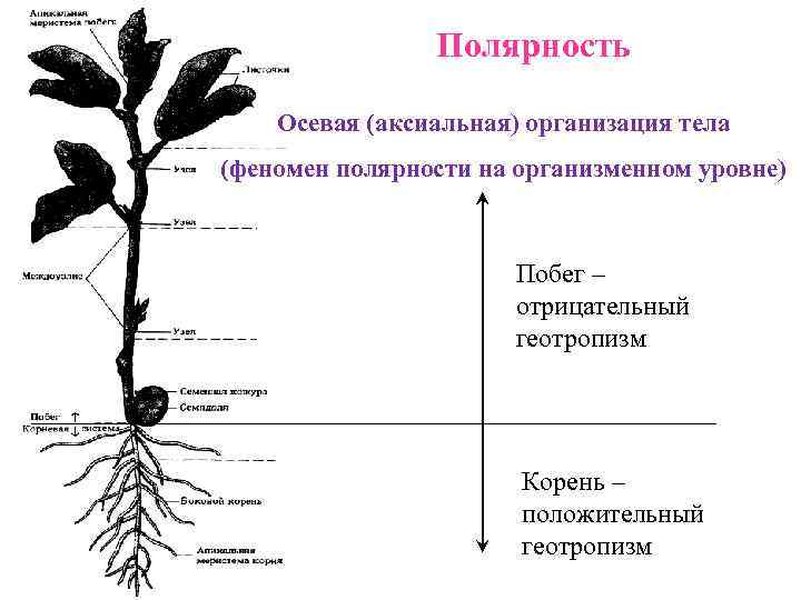 Полярность Осевая (аксиальная) организация тела (феномен полярности на организменном уровне) Побег – отрицательный геотропизм