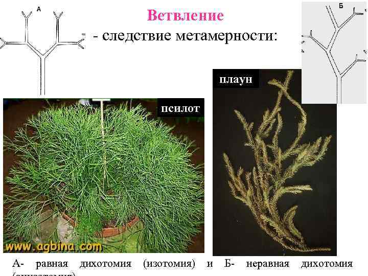 Ветвление - следствие метамерности: плаун псилот А- равная дихотомия (изотомия) и Б- неравная дихотомия