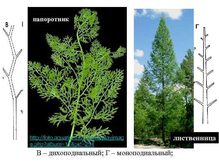 папоротник http: //foto. aquarium. km. ua/displayimag e. php? album=11&pid=254 В – дихоподиальный; Г –