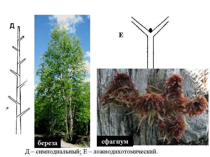 Е береза сфагнум Д – симподиальный; Е – ложнодихотомический. 