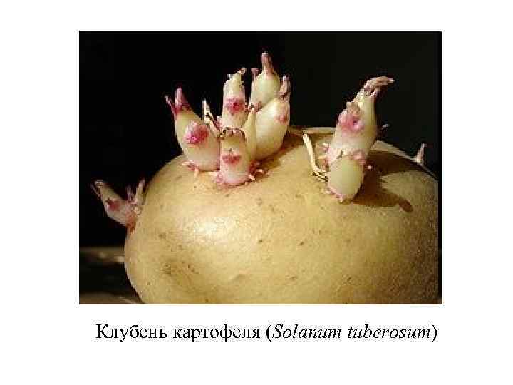 Клубень картофеля (Solanum tuberosum) 
