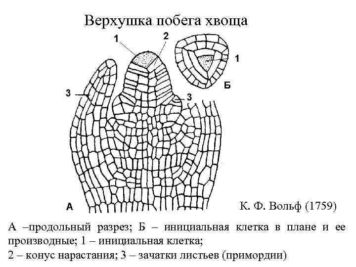 Верхушка побега и корня. Верхушечная меристема побега. Продольный разрез верхушке мпобега. Продольный разрез верхушки побега рис 42. Клетки меристемы конуса нарастания.