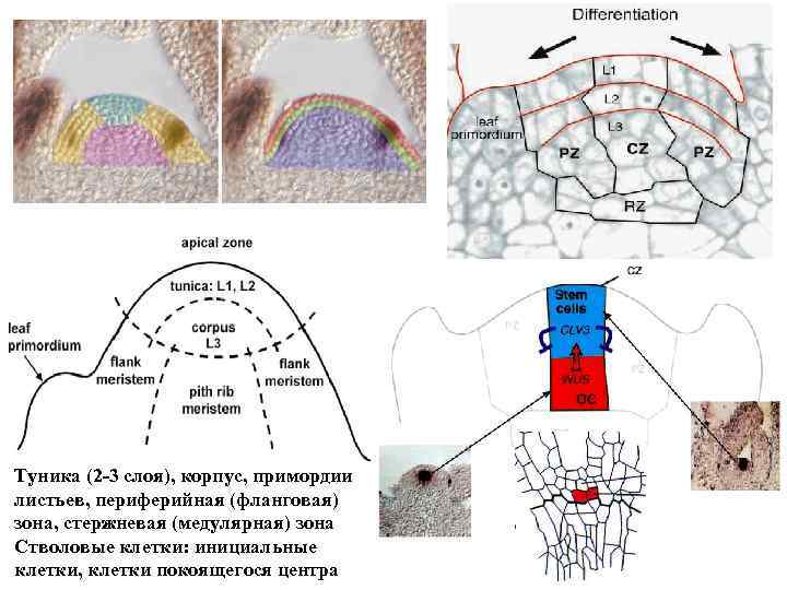 Туника (2 -3 слоя), корпус, примордии листьев, периферийная (фланговая) зона, стержневая (медулярная) зона Стволовые