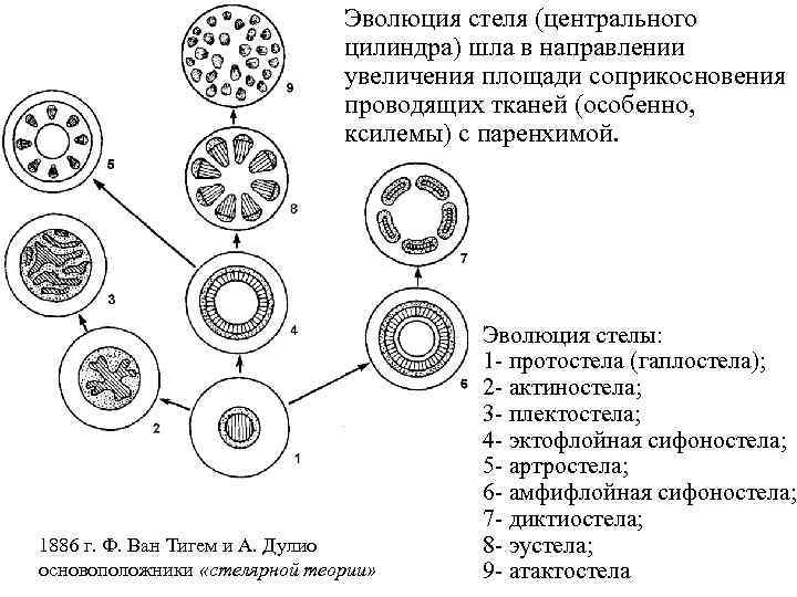 Эволюция стеля (центрального цилиндра) шла в направлении увеличения площади соприкосновения проводящих тканей (особенно, ксилемы)