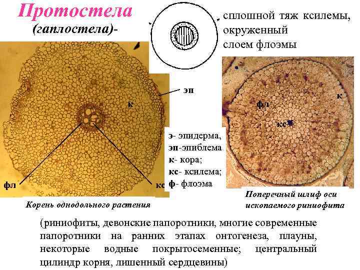 Типы стеллы