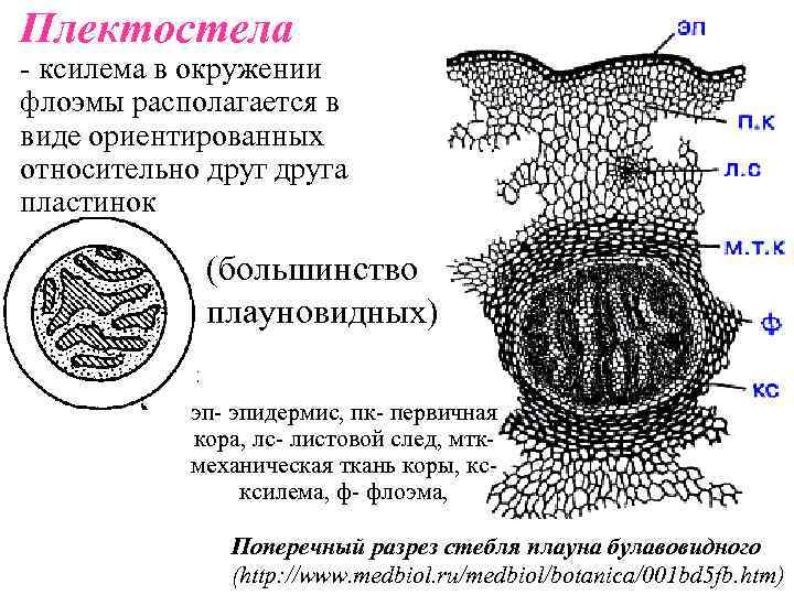 Плектостела - ксилема в окружении флоэмы располагается в виде ориентированных относительно друга пластинок (большинство