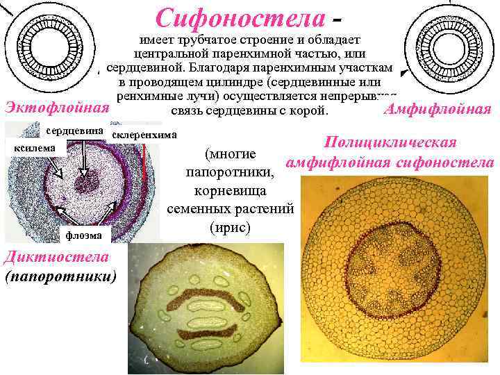 Имеет трубчатое строение