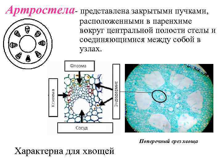 Артростела- представлена закрытыми пучками, расположенными в паренхиме вокруг центральной полости стелы и соединяющимися между