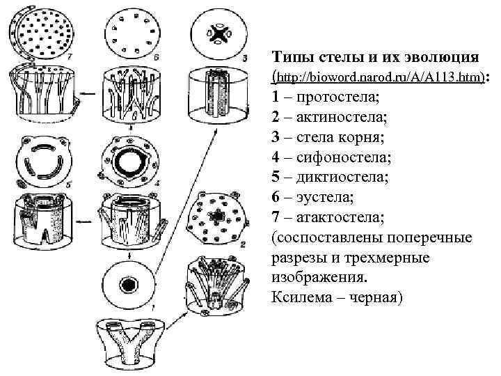 Типы стеллы