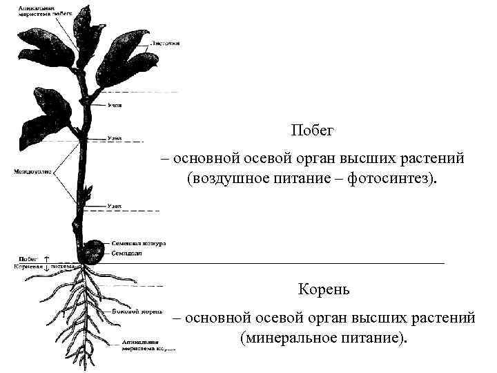 Значение побега растения. Основные органы растения побег. Основные органы высшего растения. Корень и побег.