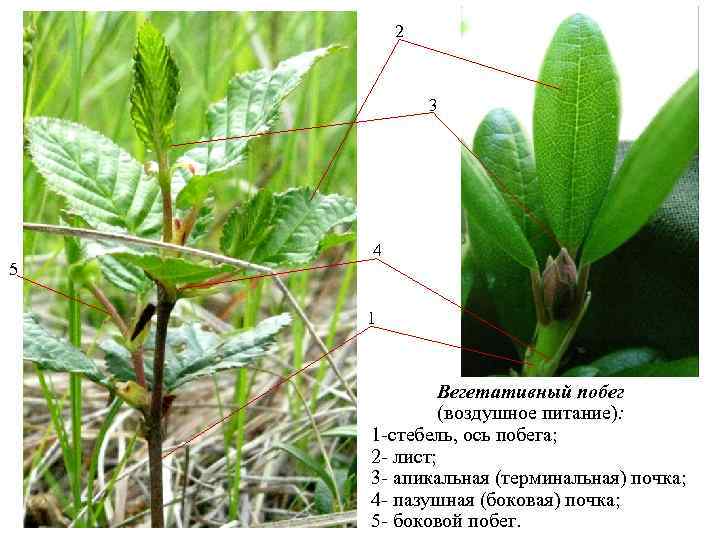 Покажите стрелками и подпишите на рисунке стебель пазушную почку глазок основание