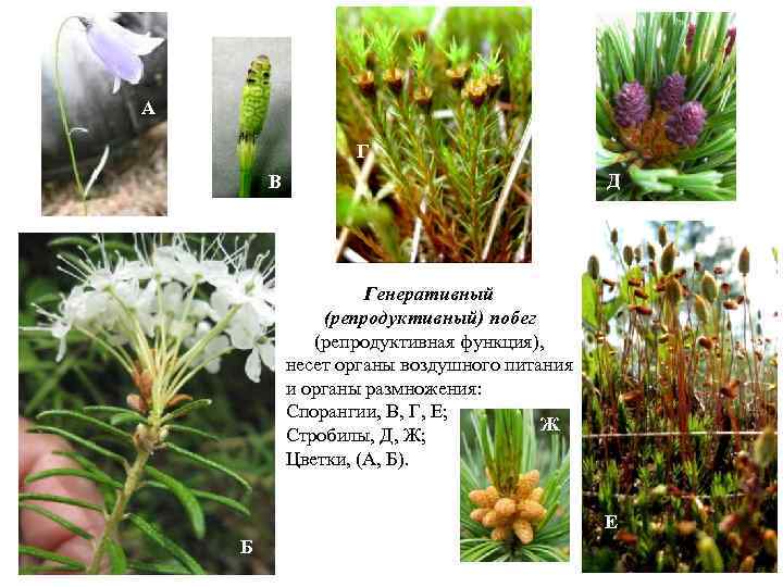 А Г Д В Генеративный (репродуктивный) побег (репродуктивная функция), несет органы воздушного питания и