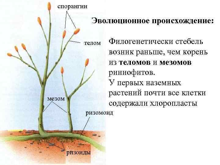 спорангии Эволюционное происхождение: телом мезом Филогенетически стебель возник раньше, чем корень из теломов и