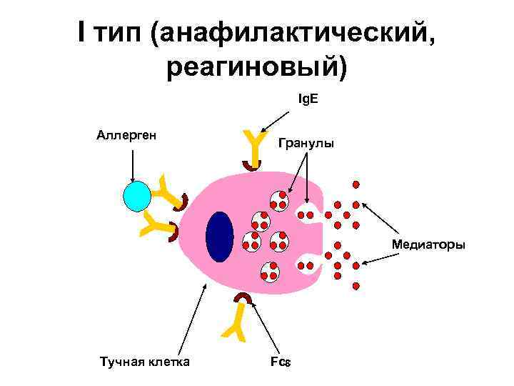 I тип (анафилактический, реагиновый) Ig. E Аллерген Гранулы Медиаторы Тучная клетка Fc 