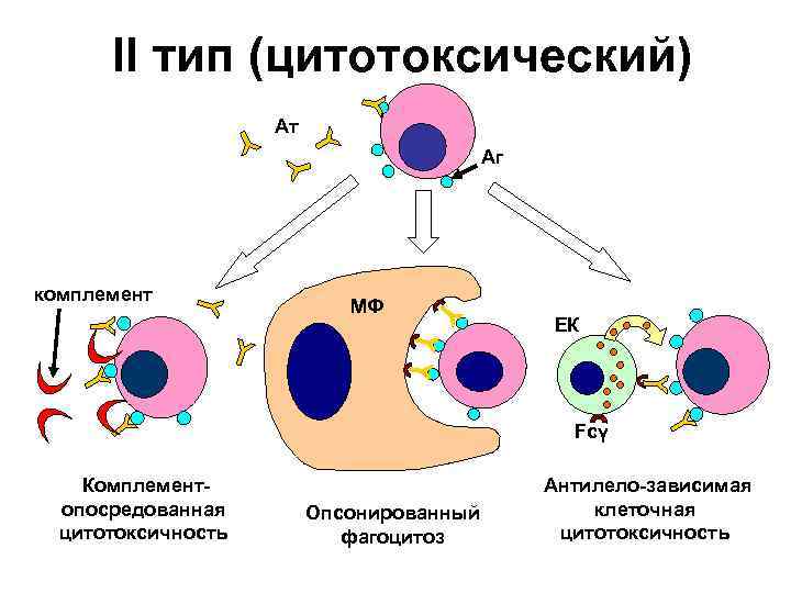 II тип (цитотоксический) Ат Аг комплемент МФ ЕК Fcγ Комплементопосредованная цитотоксичность Опсонированный фагоцитоз Антилело-зависимая