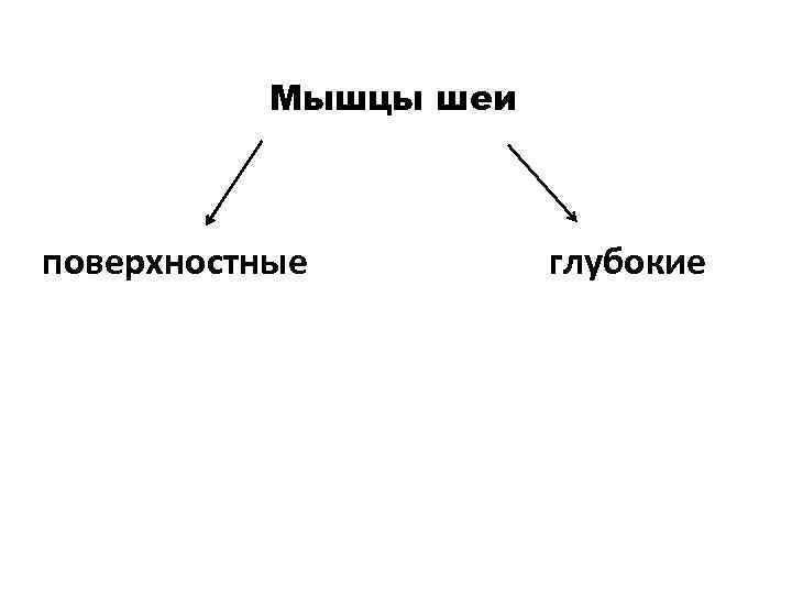 Мышцы шеи поверхностные глубокие 