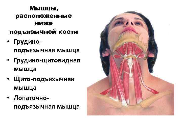 Мышцы, расположенные ниже подъязычной кости • Грудиноподъязычная мышца • Грудино-щитовидная мышца • Щито-подъязычная мышца