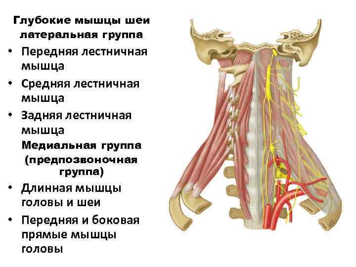 Глубокие мышцы шеи латеральная группа • Передняя лестничная мышца • Средняя лестничная мышца •