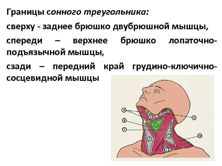 Границы сонного треугольника: сверху - заднее брюшко двубрюшной мышцы, спереди – верхнее брюшко лопаточноподъязычной