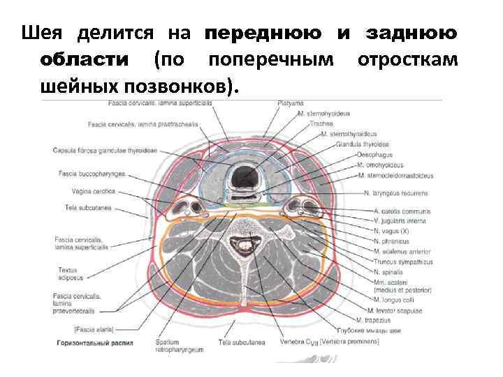 Шея делится на переднюю и заднюю области (по поперечным отросткам шейных позвонков). 