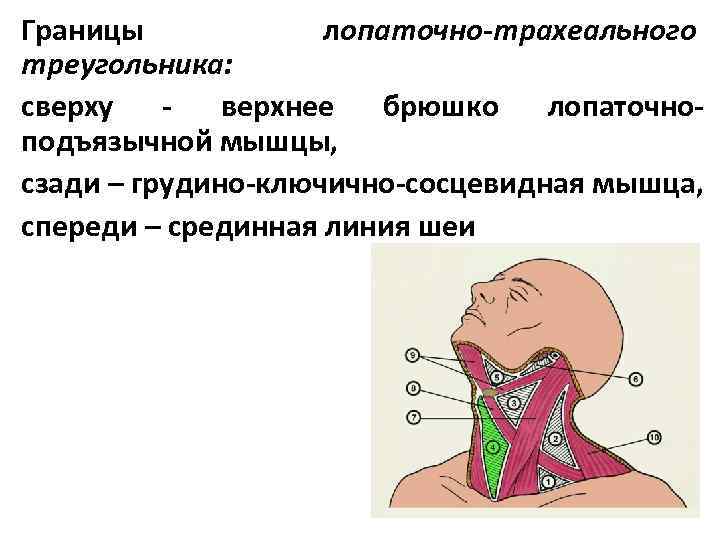 Переднюю стенку слепого мешка грудино ключично сосцевидной мышцы составляет