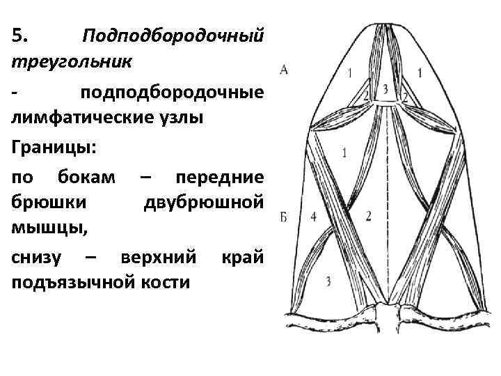 5. Подподбородочный треугольник подподбородочные лимфатические узлы Границы: по бокам – передние брюшки двубрюшной мышцы,