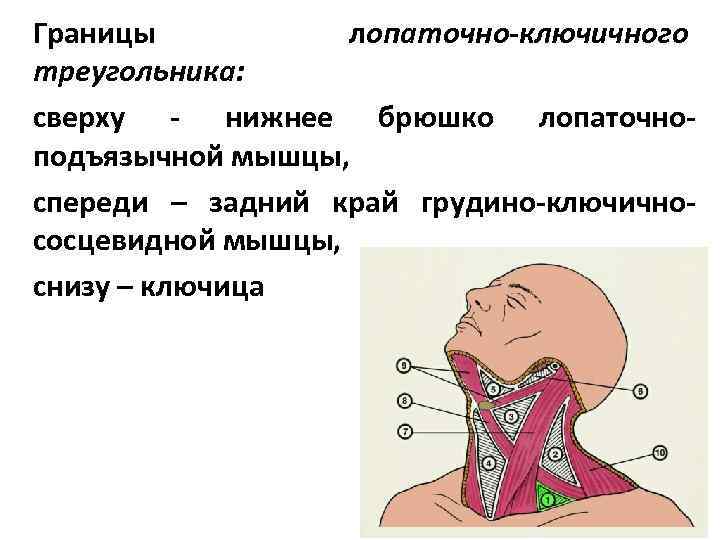 Границы лопаточно-ключичного треугольника: сверху - нижнее брюшко лопаточноподъязычной мышцы, спереди – задний край грудино-ключичнососцевидной