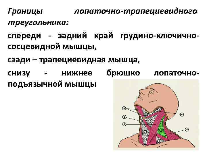 Границы лопаточно-трапециевидного треугольника: спереди - задний край грудино-ключичнососцевидной мышцы, сзади – трапециевидная мышца, снизу
