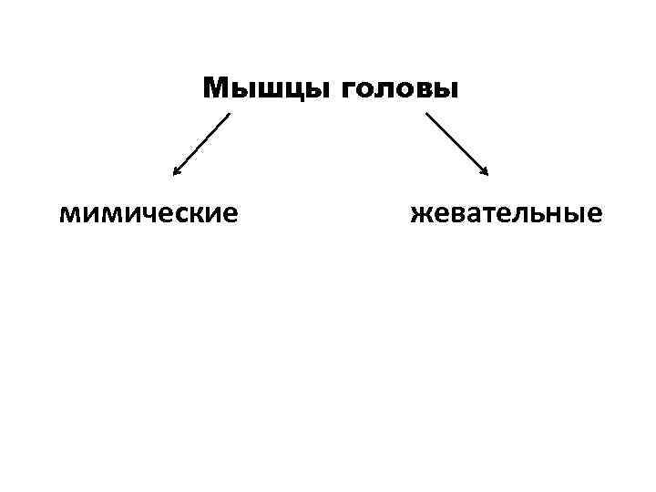 Мышцы головы мимические жевательные 