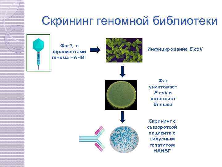 Наследственный аппарат вируса формы жизни бактериофаги