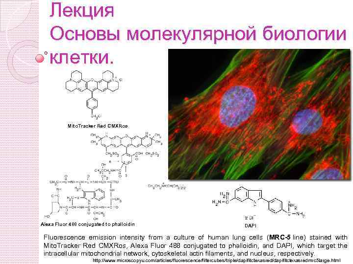 Молекулярна основа. Основы молекулярной биологии. Основы молекулярной биологии клетки. Тесты по основам молекулярной биологии. Молекулярная биология клетки презентация.