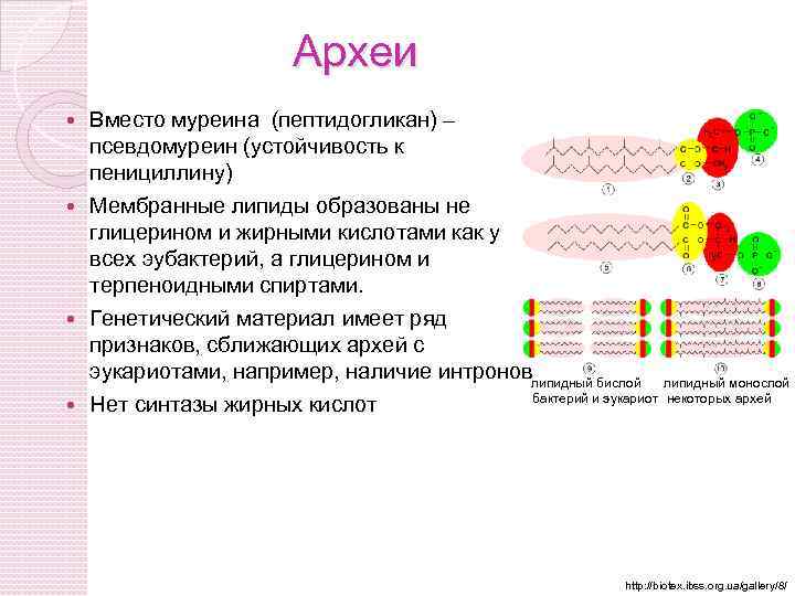 Археи Вместо муреина (пептидогликан) – псевдомуреин (устойчивость к пенициллину) Мембранные липиды образованы не глицерином