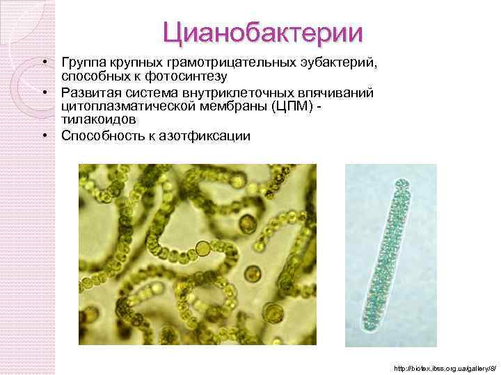 Цианобактерии какой хроматофор. Бактерии и цианобактерии. Цианобактерии и протисты. Фотосинтезирующие цианобактерии.