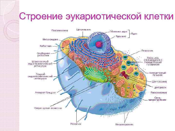 Строение эукариотической клетки 