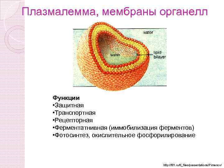 Плазмалемма, мембраны органелл Функции • Защитная • Транспортная • Рецепторная • Ферментатнивная (иммобилизация ферментов)