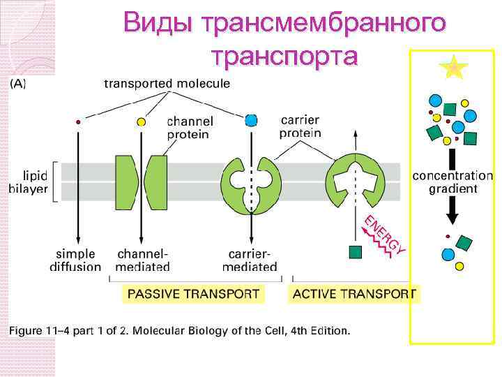 Молекулы перенос. Схема пассивного трансмембранного транспорта. Трансмембранный транспорт веществ в клетку. Трансмембранный перенос малых молекул. Виды активного трансмембранного переноса..