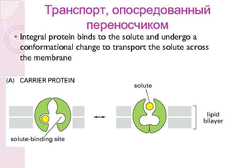 Транспорт, опосредованный переносчиком • Integral protein binds to the solute and undergo a conformational