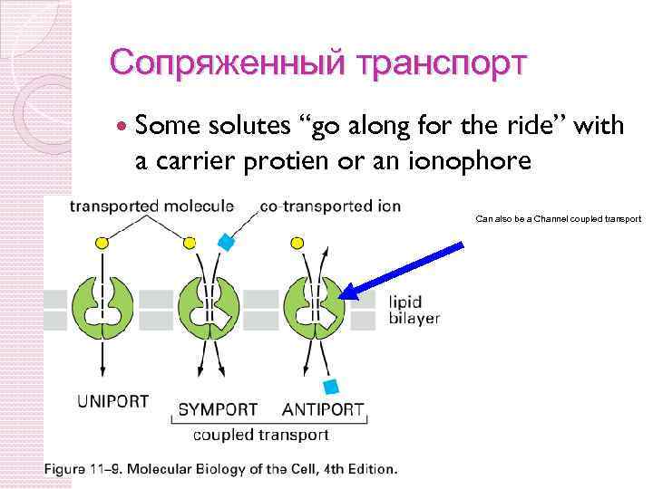 Сопряженный транспорт Some solutes “go along for the ride” with a carrier protien or