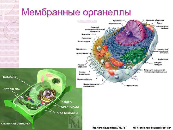 Органеллы клетки рисунок