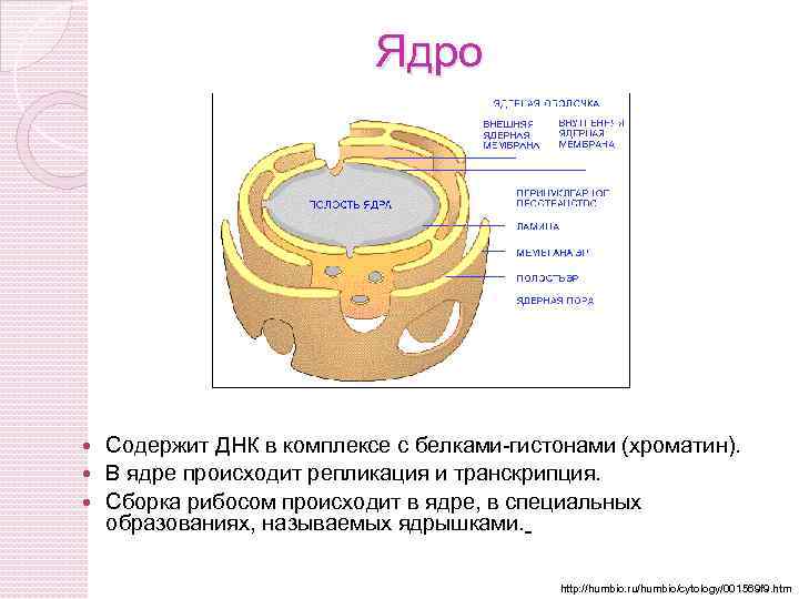 Ядро Содержит ДНК в комплексе с белками-гистонами (хроматин). В ядре происходит репликация и транскрипция.