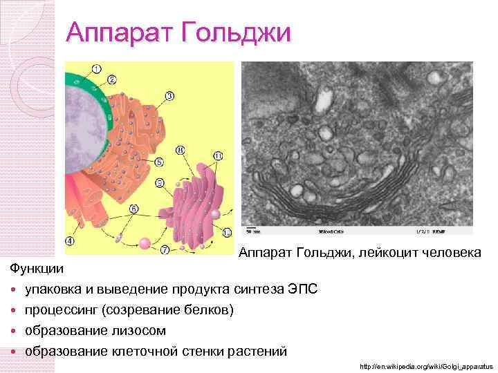 Синтез гольджи