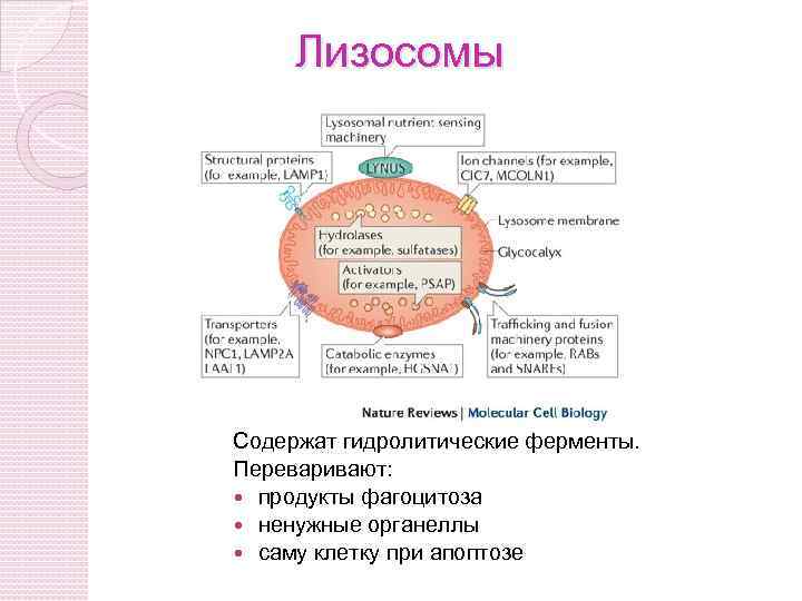 Лизосомы Содержат гидролитические ферменты. Переваривают: продукты фагоцитоза ненужные органеллы саму клетку при апоптозе 