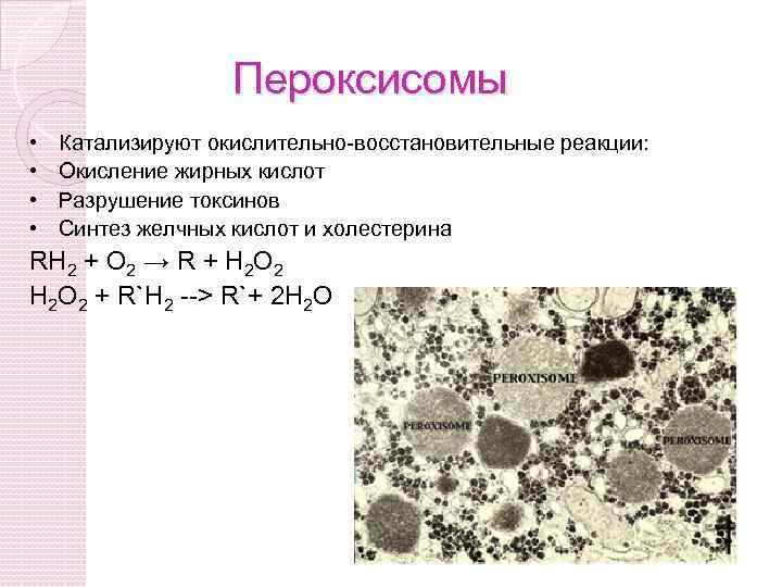 Пероксисомы • • Катализируют окислительно-восстановительные реакции: Окисление жирных кислот Разрушение токсинов Синтез желчных кислот