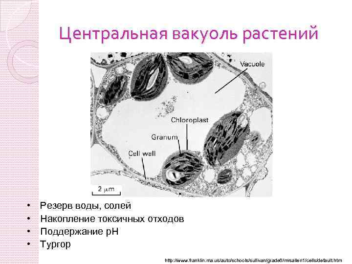 Центральная вакуоль растений • • Резерв воды, солей Накопление токсичных отходов Поддержание p. H