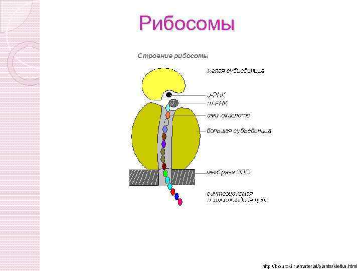 Рибосомы http: //biouroki. ru/material/plants/kletka. html 