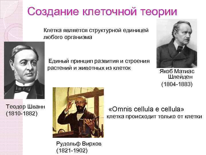 Теория шлейдена. Клеточную теорию создали. Создание клеточной теории. Вклад Шванна в клеточную теорию. Как создавалась клеточная теория.