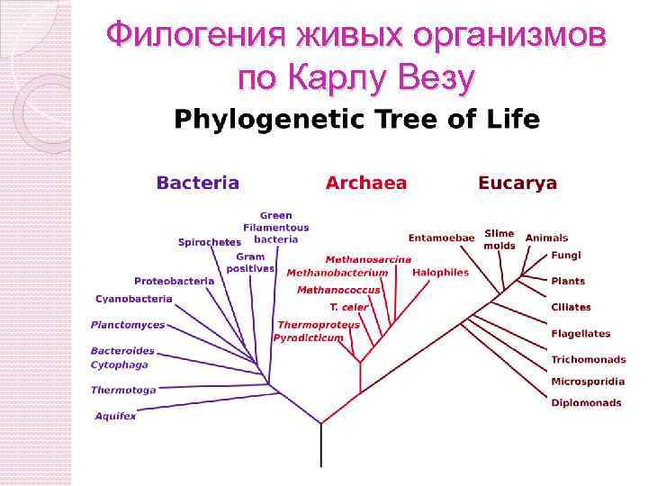 Филогения млекопитающих схема