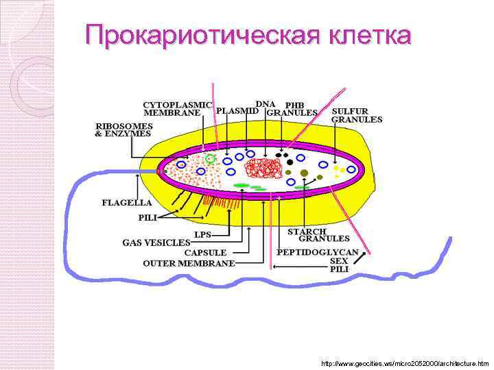 Схема прокариотической клетки