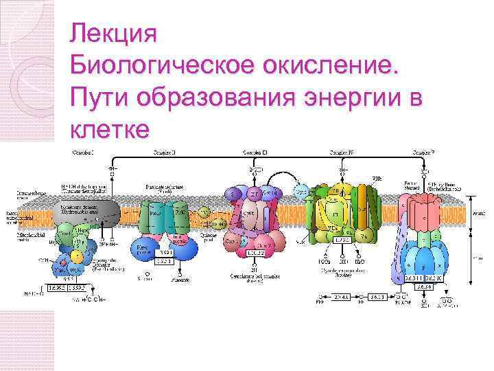 Биологическое окисление схема